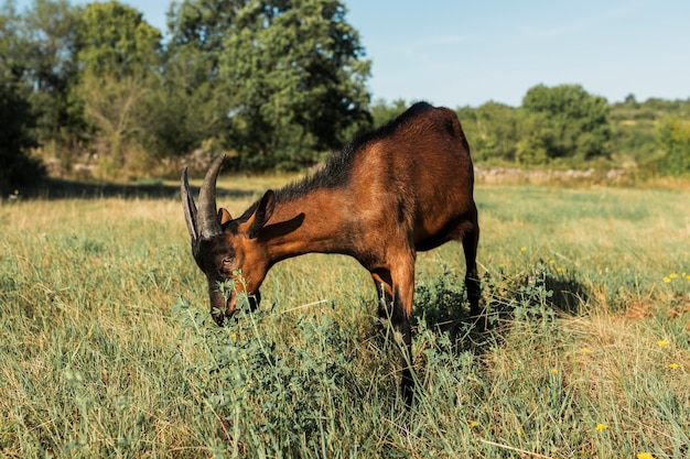 Free photo brown goat eating on the meadow