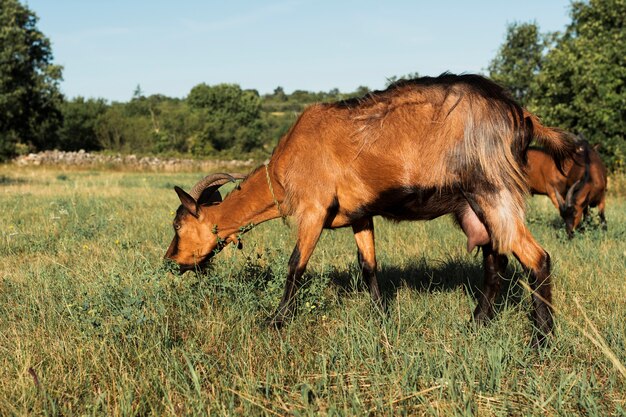 Brown goats eating on the meadow