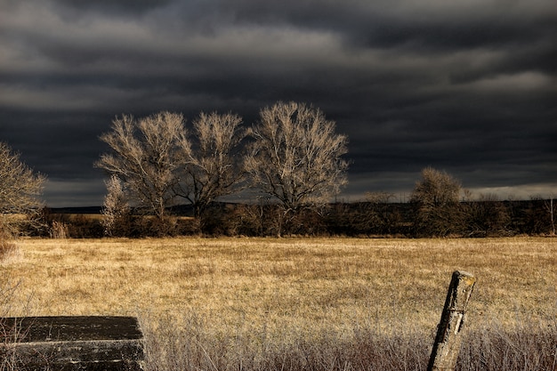 Free photo brown grass field under black sky during nighttime