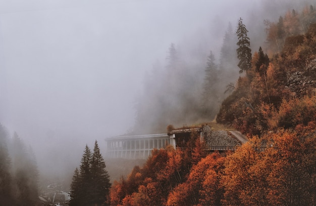 Free Photo brown and green leaved trees covered with fog