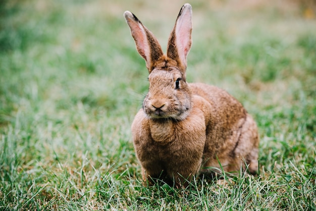 Free Photo brown hare with big ears sitting on green grass