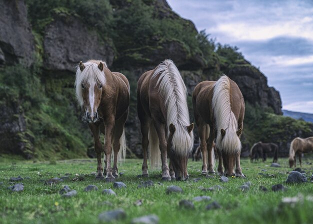 Brown horse eating grass on green grass field during daytime