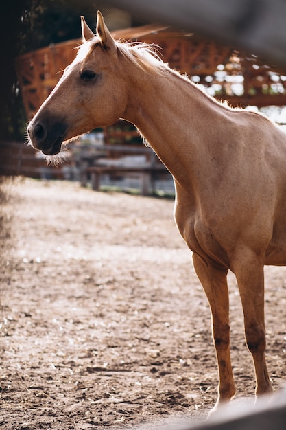 Free photo brown horse at ranch