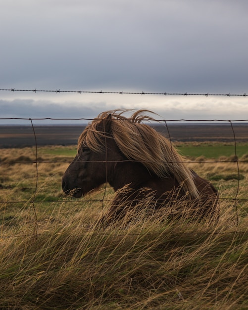 Free Photo brown horse with blonde hair sitting in a meadow behind wire fences