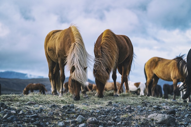 Brown horses during daytime