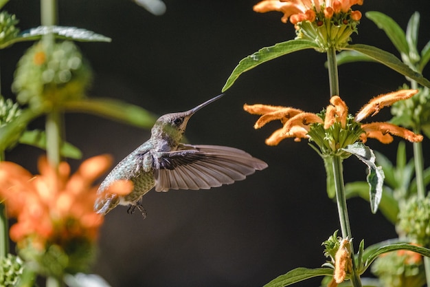 Brown humming bird flying over orange flowers