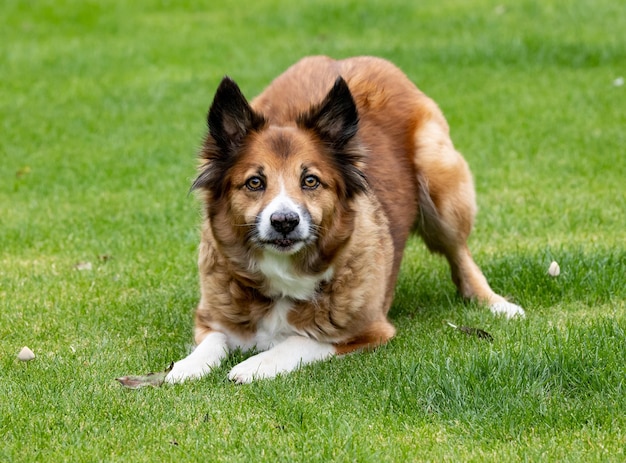 Brown Icelandic Sheepdog in the park