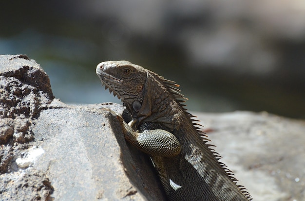 Free photo brown iguana perched on the upside of a rock.