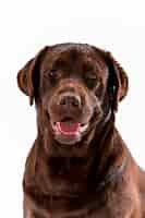 Free photo brown labrador retriever posing