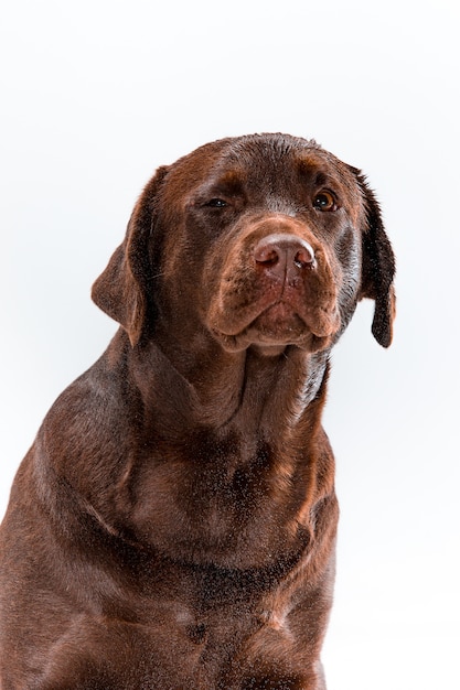 The brown labrador retriever on white