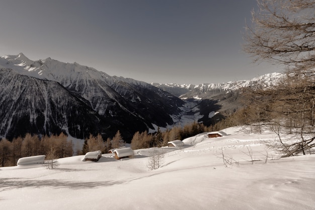 Free photo brown leaf trees near mountain cover by snow at daytime