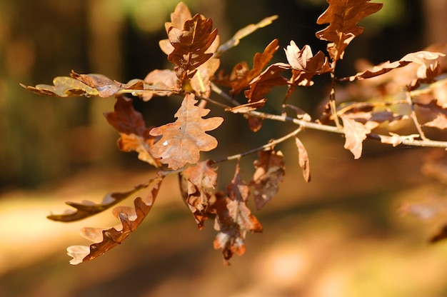 Brown leaf