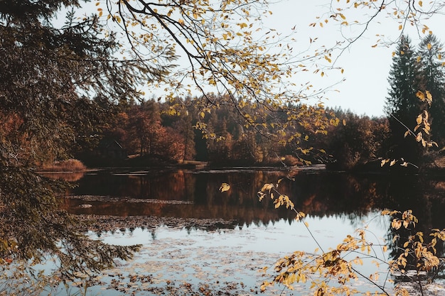 Brown leafed trees beside body of water