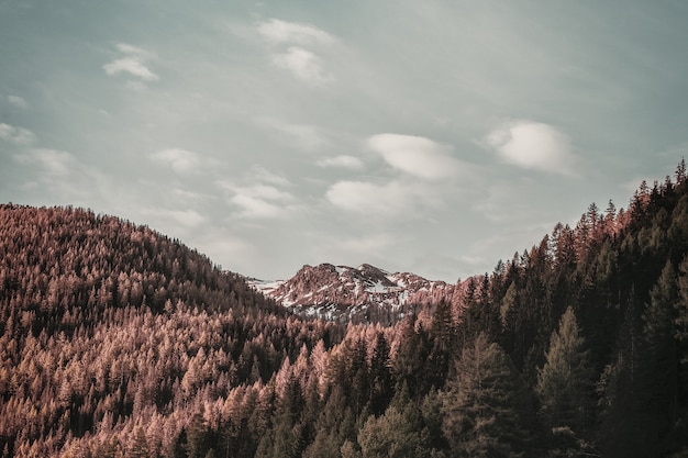 Free photo brown leafed trees on top of mountain