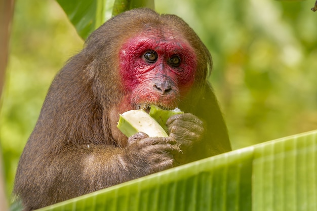 Brown monkey eating green banana