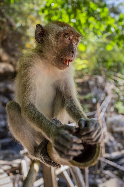 Brown monkey sitting on wooden log