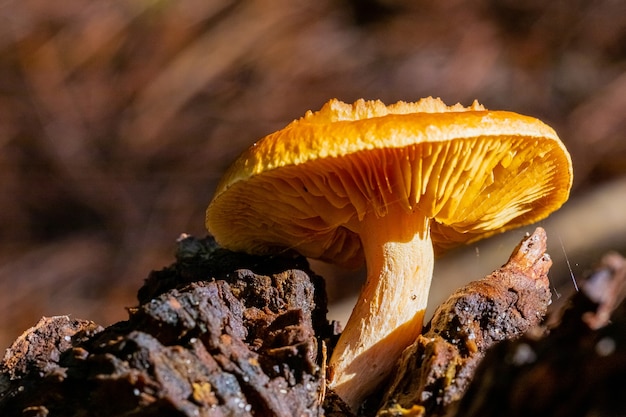 Brown mushroom grown in the forest on a blurry background