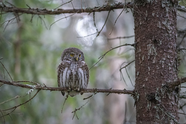 Free Photo brown owl perched on tree branch