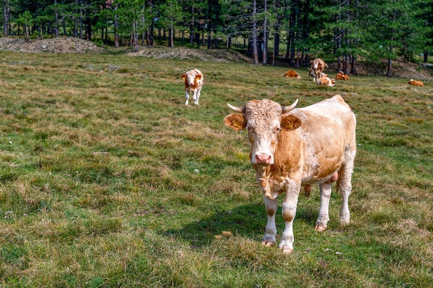 Free Photo brown ox with horns on the grassy field in the countryside