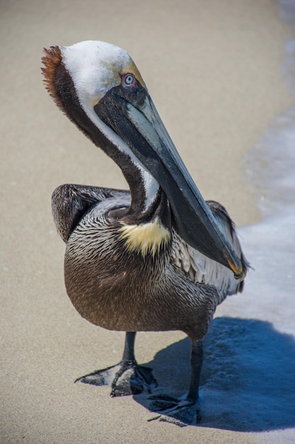 Free Photo brown pelican at the beach on a sunny day