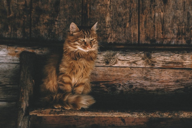 Free photo brown persian cat on ladder