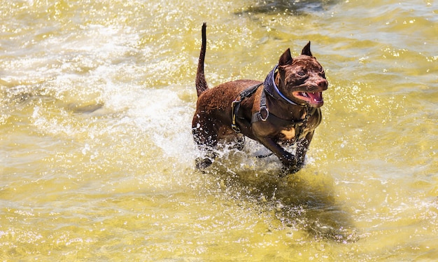 Free Photo brown pitbull dog running in the water