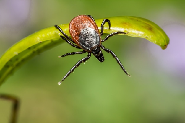 Free Photo brown spider on green leaf close up