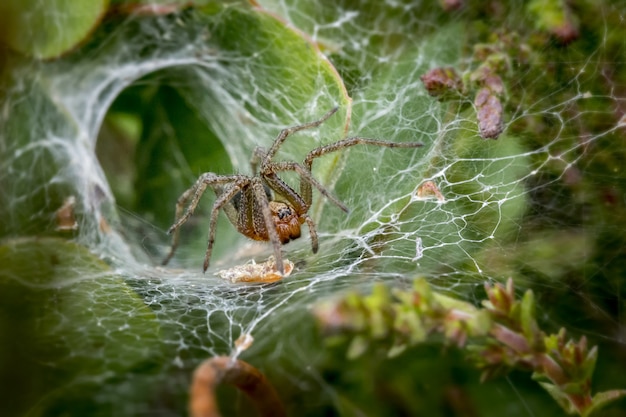 Free photo brown spider on spider web close up