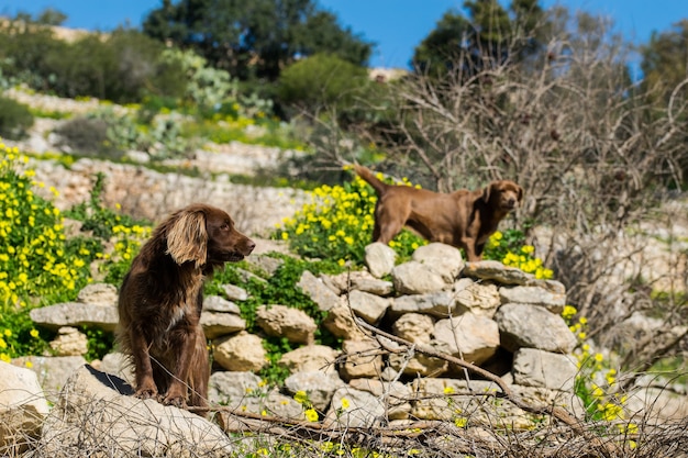 Free photo brown springer dogs guarding a field in the maltese countryside during a sunny winter day