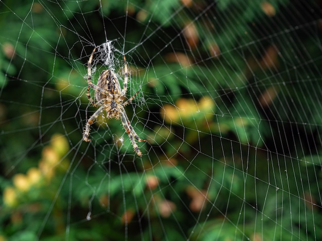 brown striped spider making its natural web during daytime