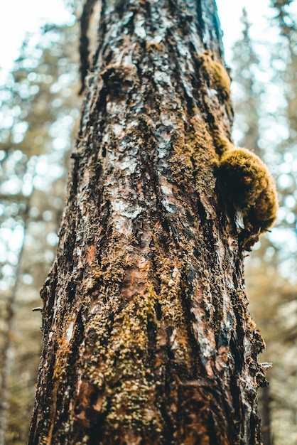 Brown tree trunk