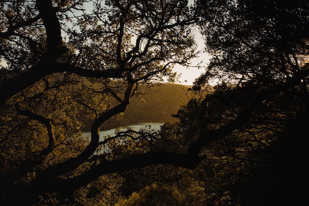 Free Photo brown tree with green leaves during sunset