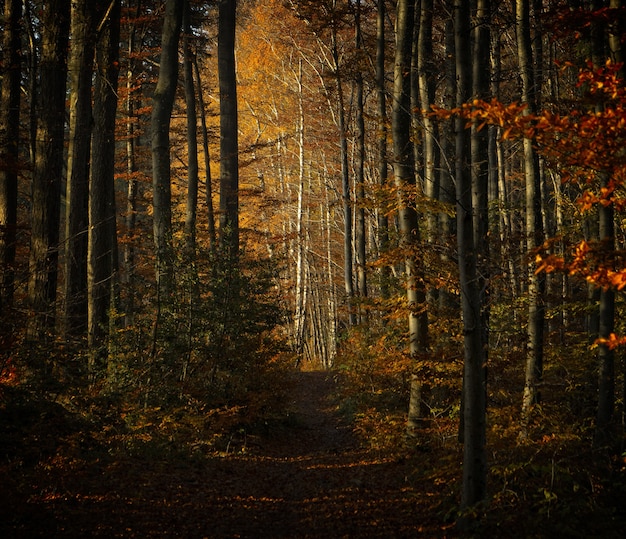 Brown trees on brown soil