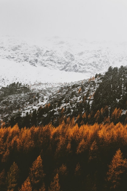 Free Photo brown trees on mountains