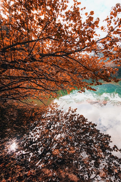 Brown trees near body of water during daytime