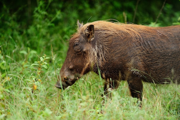 Brown warthog on a grass covered field in the African jungles