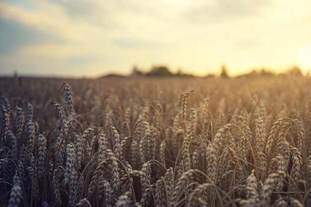 Free Photo brown wheat field during daytime