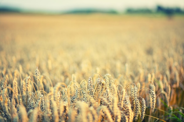 Brown wheat field during daytime