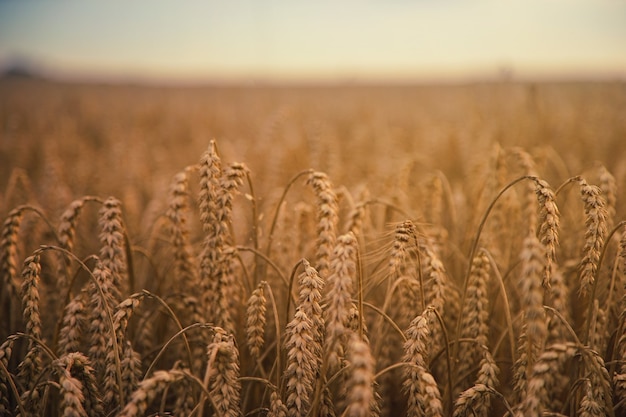 Brown wheatfield