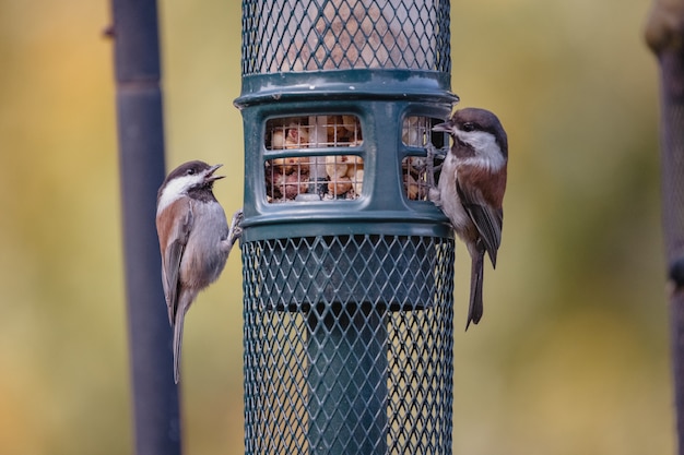 Free photo brown and white bird on black cage