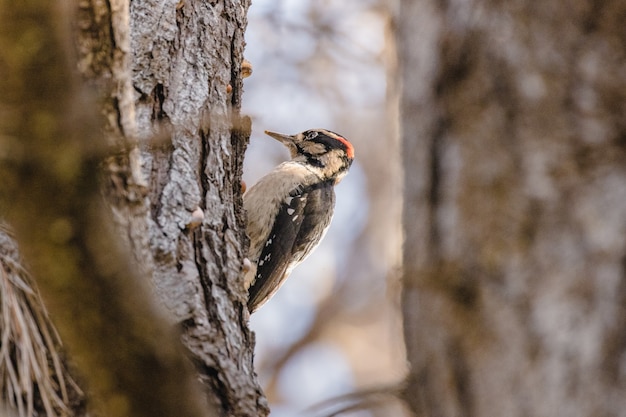 Brown and white bird on brown tree branch during daytime