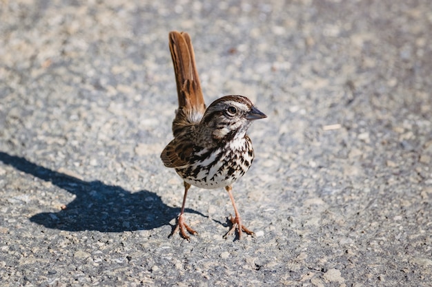 Brown and white bird on gray concrete floor during daytime