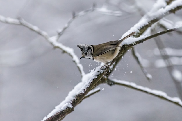 Free photo brown and white bird on tree branch covered with snow