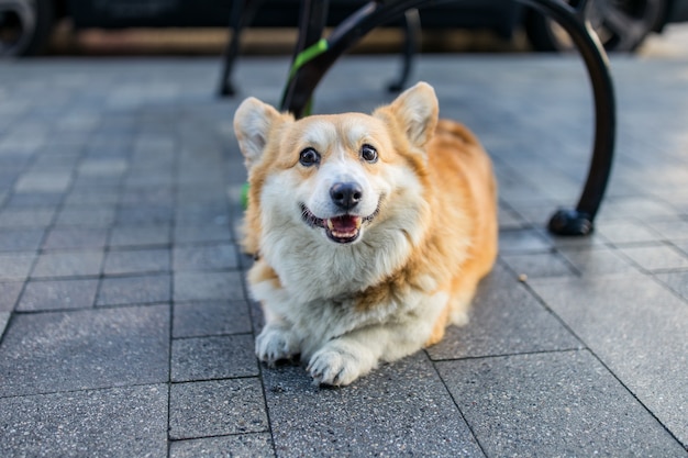 Brown and white corgi puppy on gray concrete floor