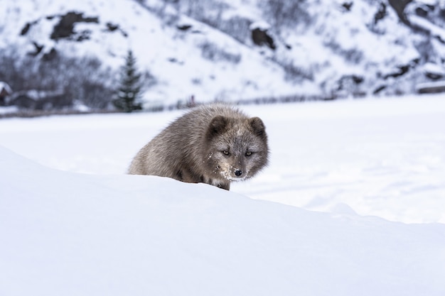 Brown and white fox on snow covered ground during daytime