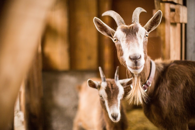 Brown and white mother and baby goats inside a barn