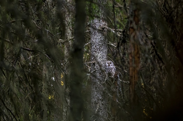 Free photo brown and white owl sitting on tree branch