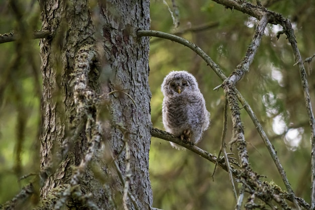 Free photo brown and white owl sitting on tree branch