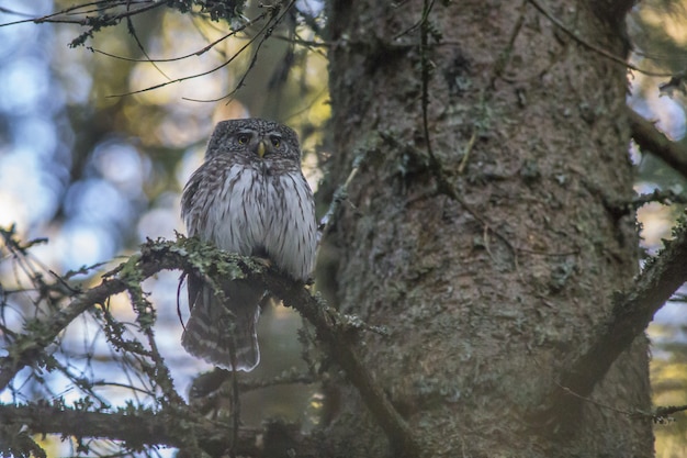 Free Photo brown and white owl on tree branch