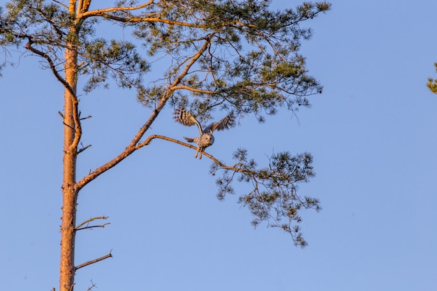 Brown and white owl on tree branch